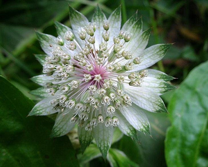 Astrantia major / Astranzia maggiore